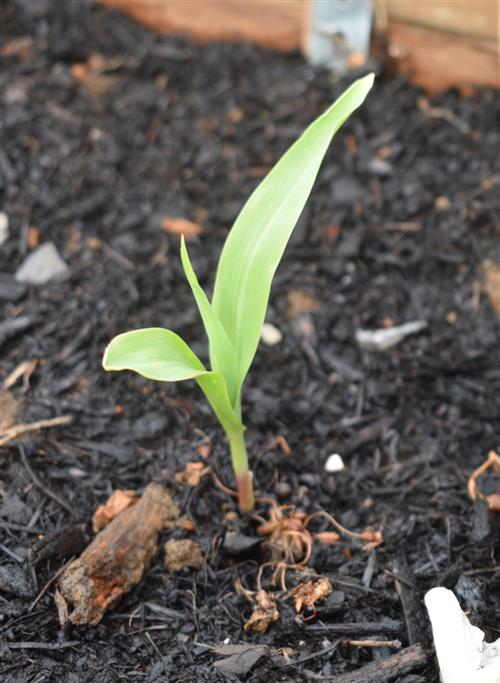 Week 4 Corn 